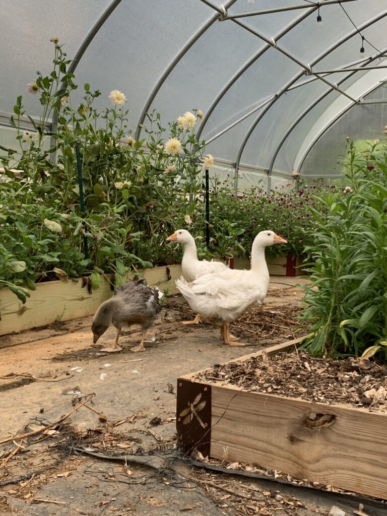 Three Sebastopol geese walking the center aisle of a greenhouse between raised beds of dahlias and gomphrena
