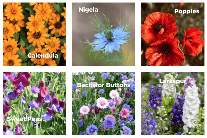 Grid of cold hardy flower seeds including calendula, nigella, poppies, bachelor buttons and larkspur