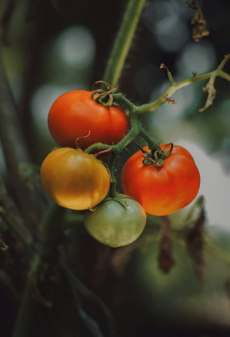 Tomatoes ripening on the vine in the garden