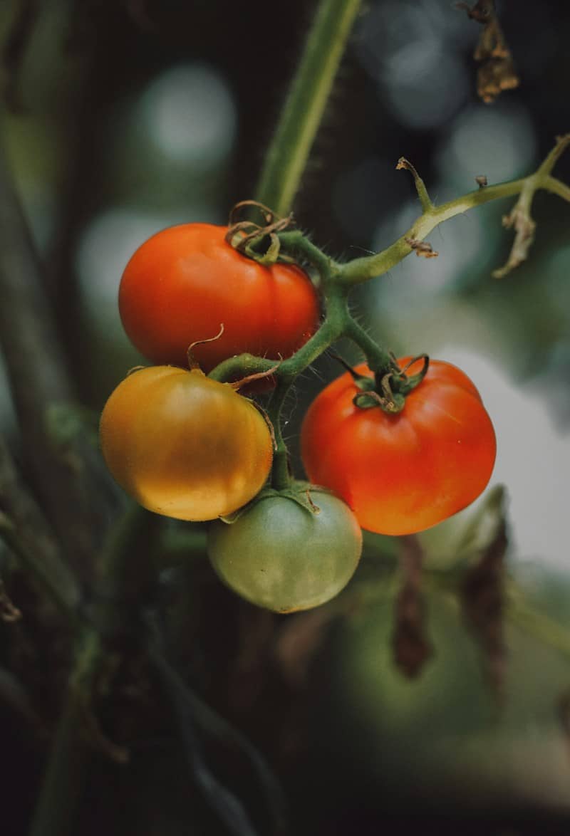 Tomatoes ripening on the vine in the garden