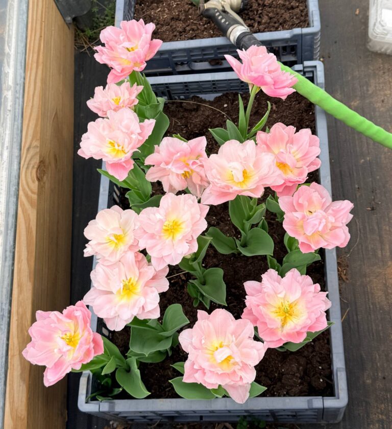Tending what matters | Sweet BombDiggity Farms