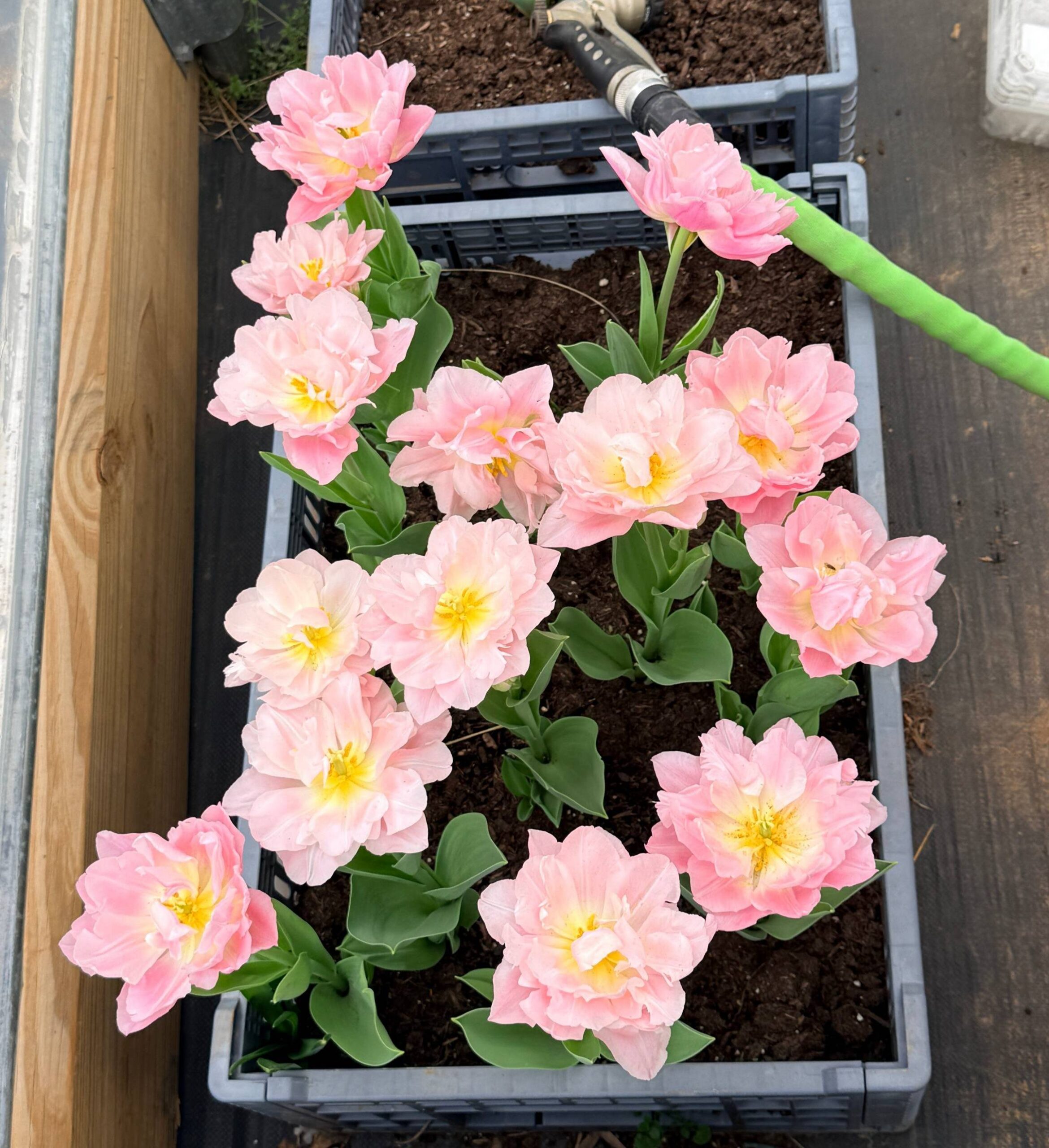 Tending what matters | Sweet BombDiggity Farms