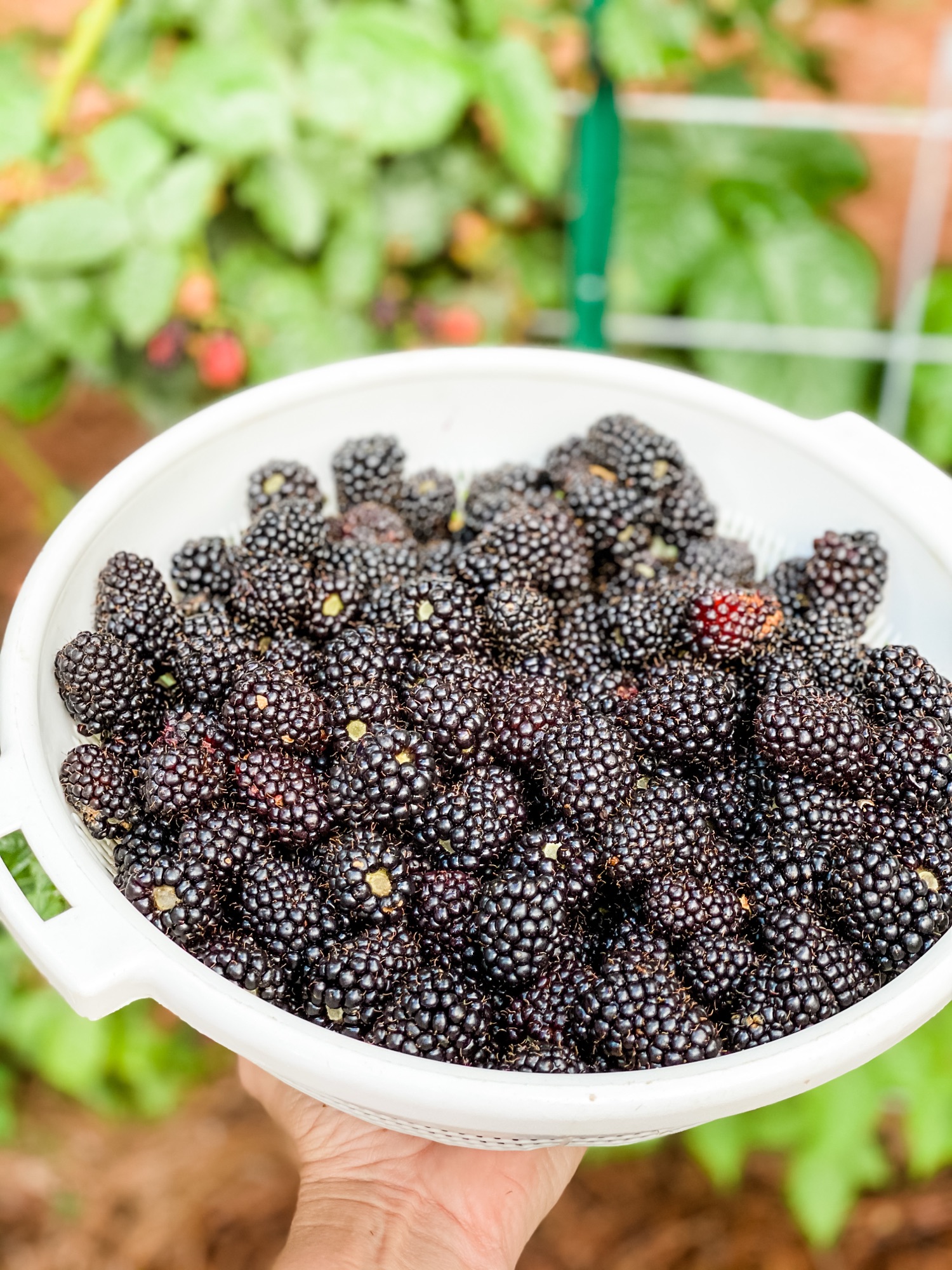 A white colander heaped with fresh-picked blackberries, held over the garden bed they came from