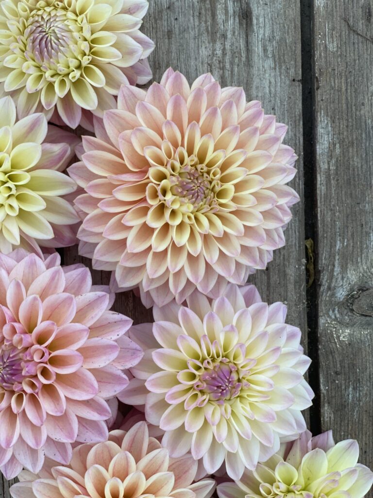 Pale pink dinnerplate dahlia in full bloom against a weathered fence