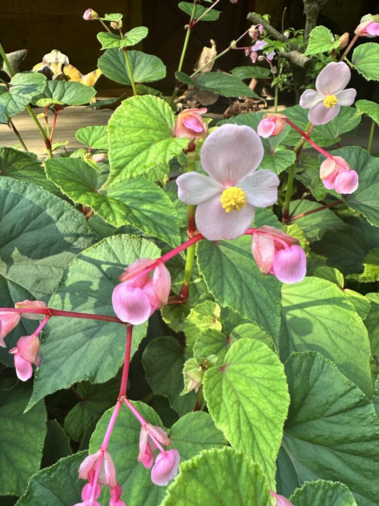 Pink hardy begonia blossoms hanging above broad green leaves in the shade garden