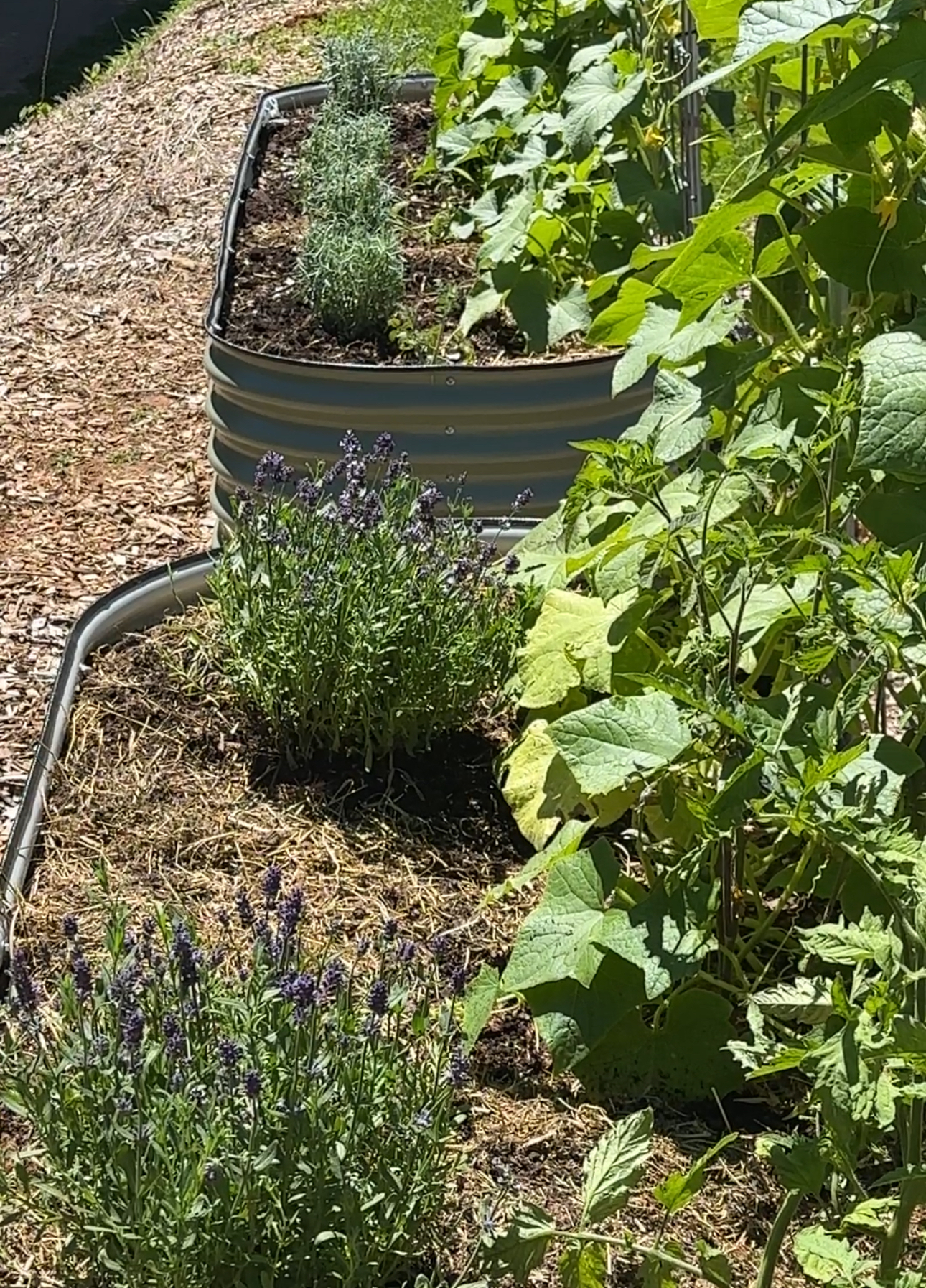 Lavender growing beside a galvanized stock tank planter in the garden