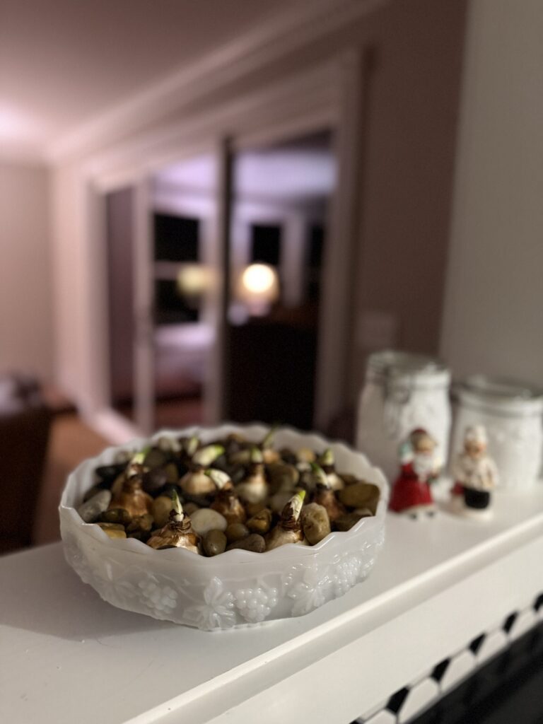 Paperwhite bulbs forced in a shallow stone bowl on the mantel
