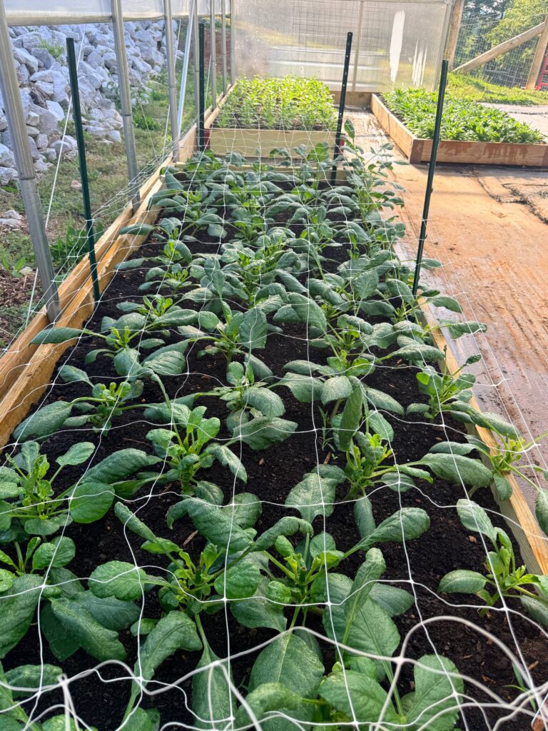 Young plants filling in a raised garden bed at Sweet BombDiggity Farms