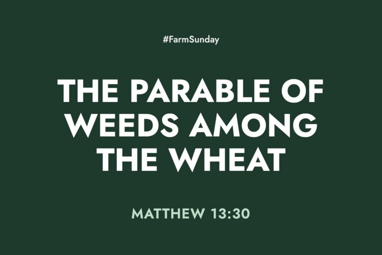 Farm Sunday devotional graphic reading The Parable of Weeds Among the Wheat, with Matthew 13:30