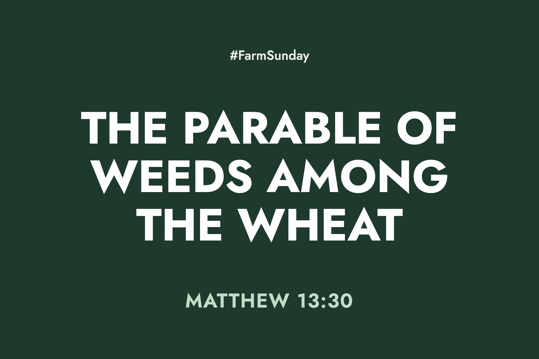 Farm Sunday devotional graphic reading The Parable of Weeds Among the Wheat, with Matthew 13:30