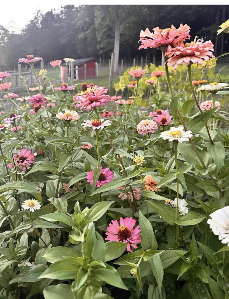 Pink and white zinnias blooming in the cutting garden