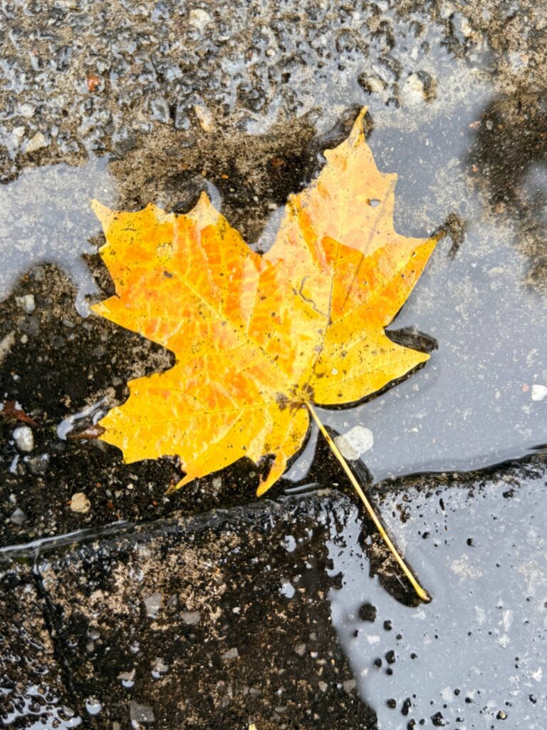 A maple leaf on wet ground as fall turns toward winter