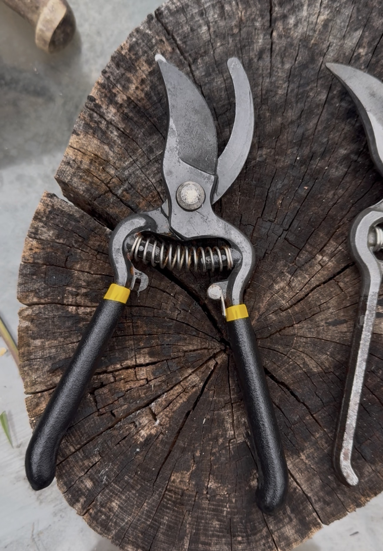 Pair of bypass pruners resting on a cut log