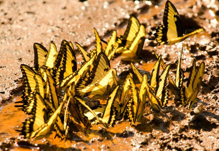 Cluster of yellow and black swallowtail butterflies puddling on wet ground