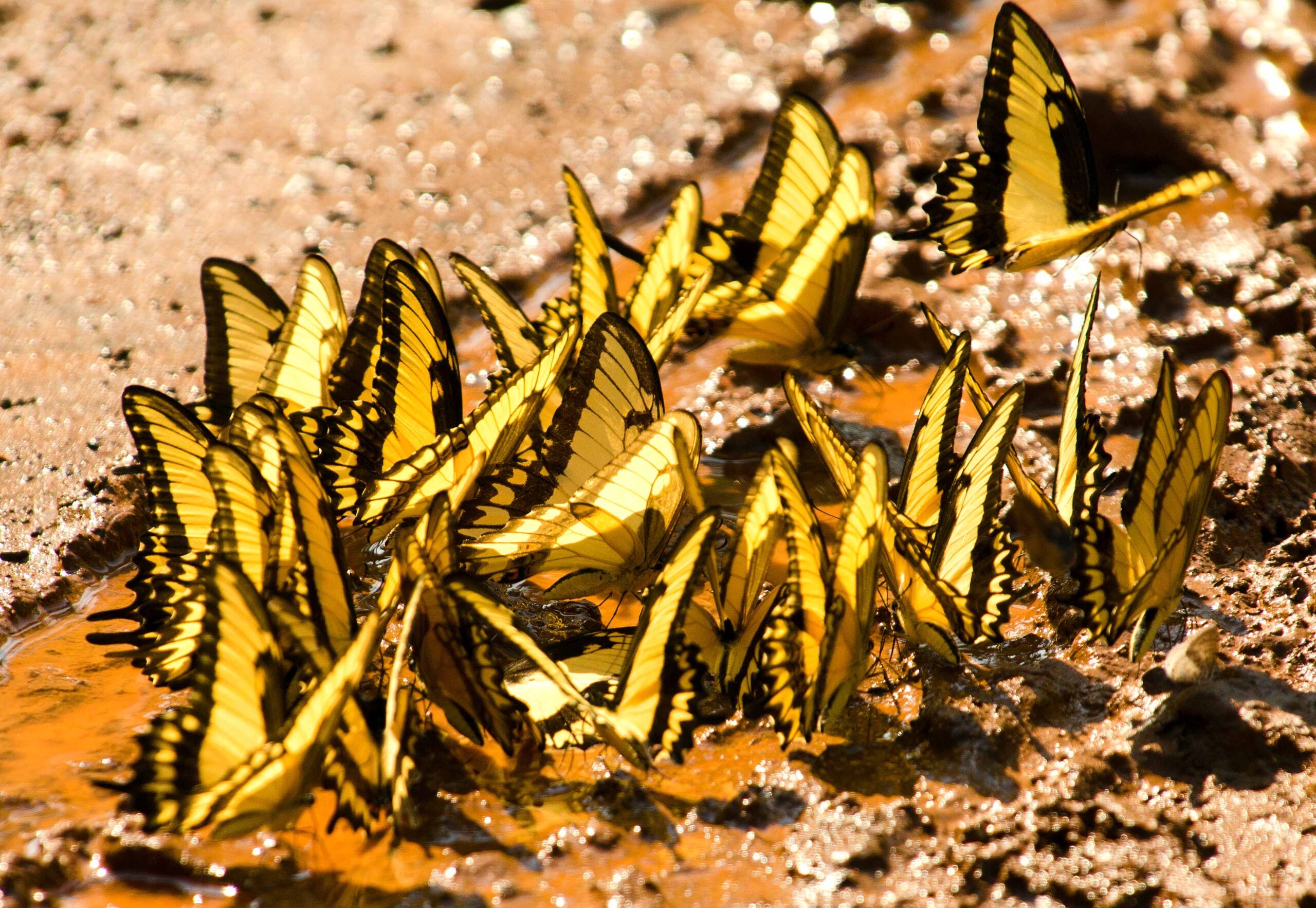 Cluster of yellow and black swallowtail butterflies puddling on wet ground