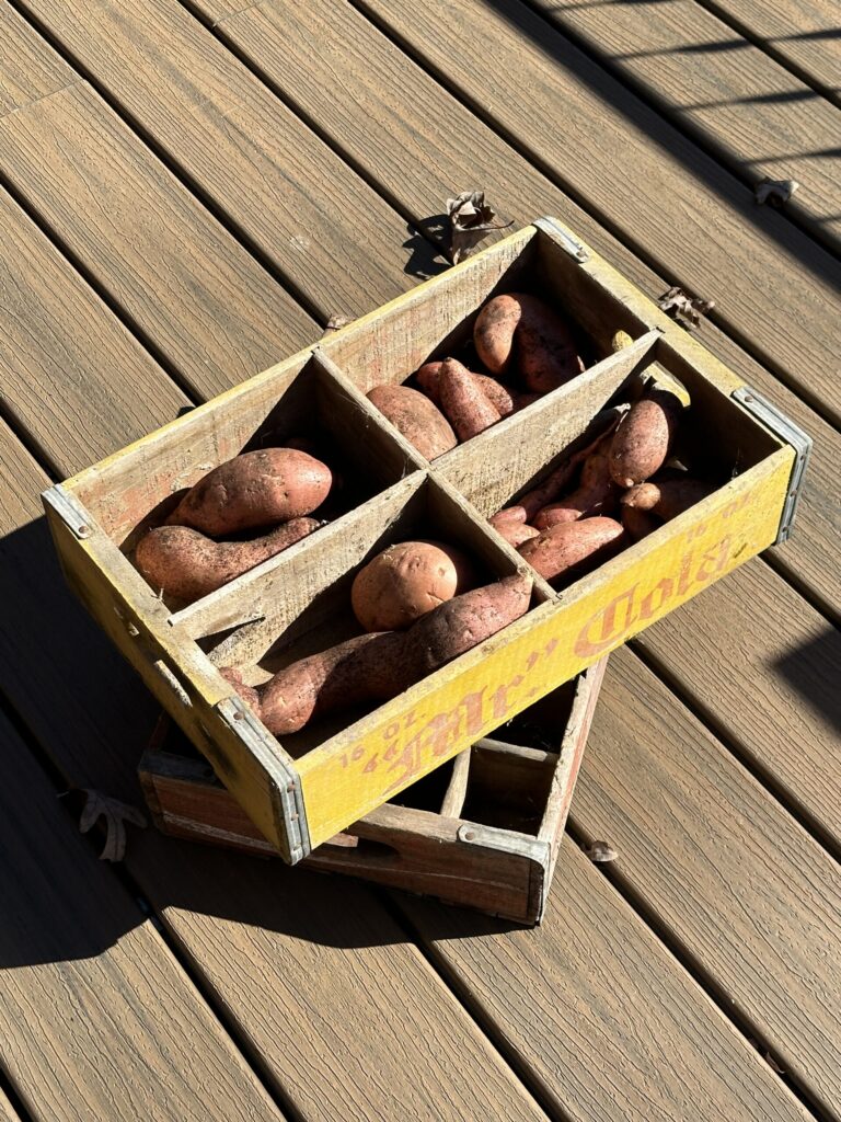 Freshly dug sweet potatoes curing in a divided wooden crate