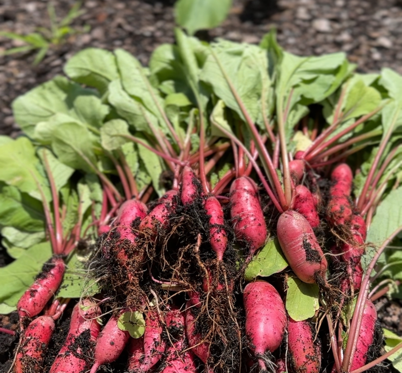 Bunch of freshly pulled pink radishes with the greens still attached