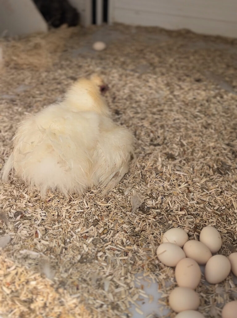 Pale yellow Silkie chick resting in the bedding