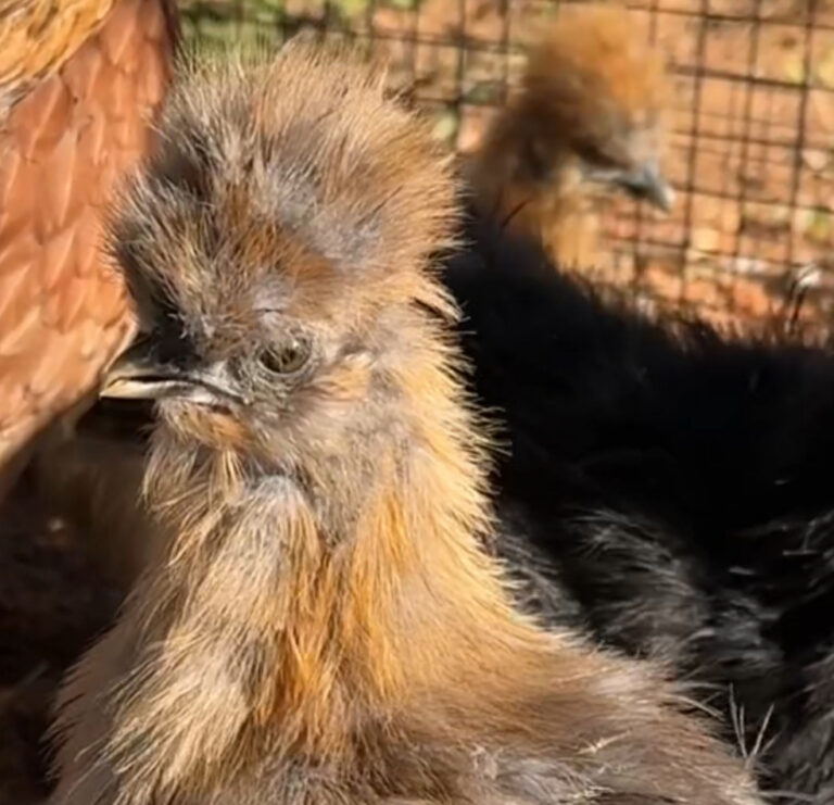 Close up of a young buff Silkie chicken with a full feather crest