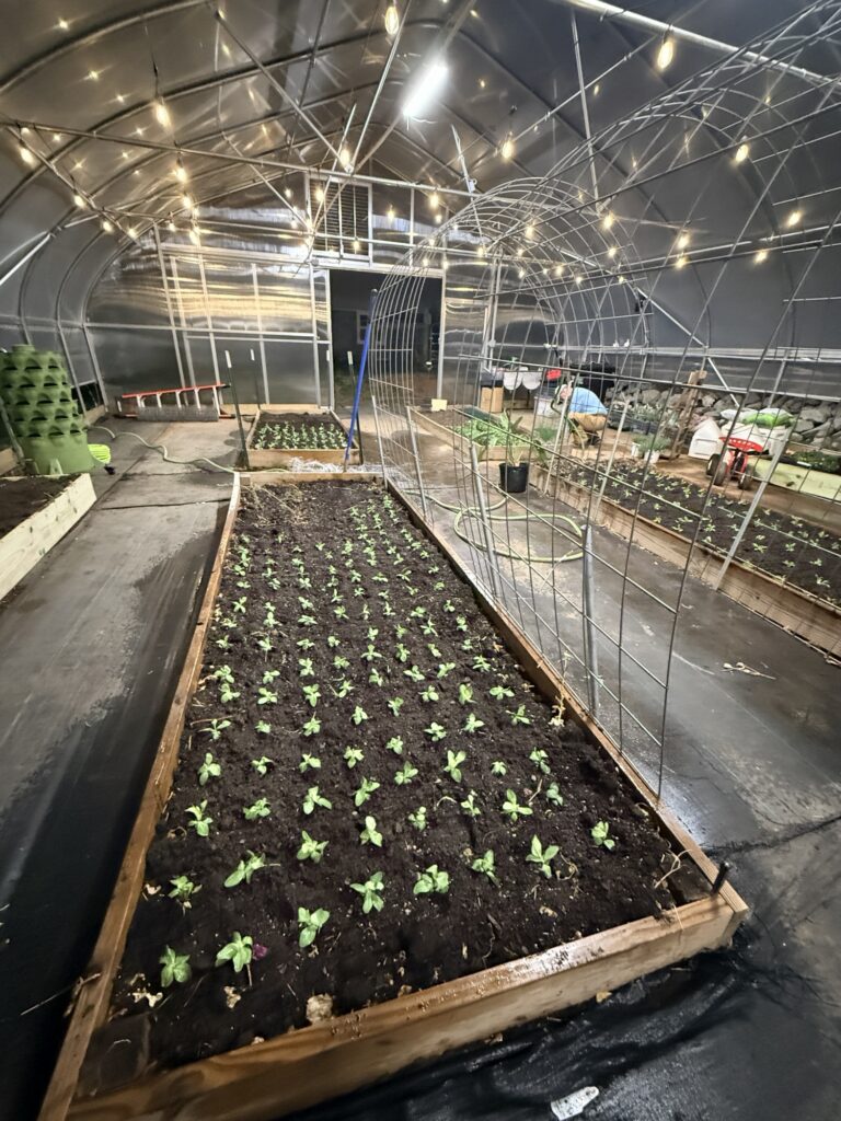 Greenhouse bed planted with rows of young seedlings under string lights