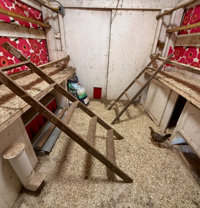 Inside of the chicken coop cleaned out and winterized with roosting bars