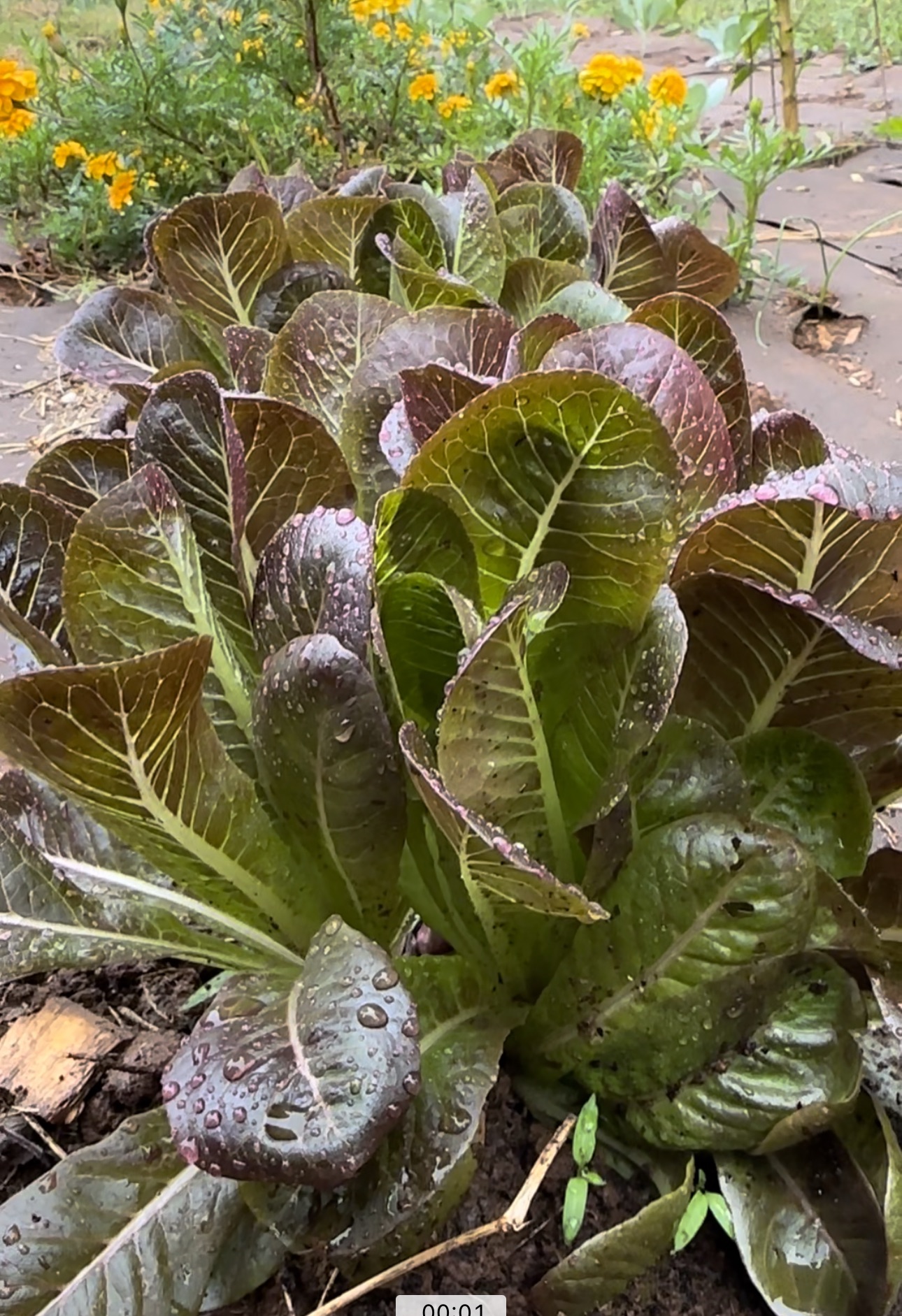 Head of romaine lettuce growing in the fall garden bed