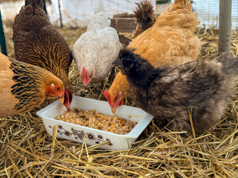 Hens with their heads down in a vintage pinecone print dish of warm grain mash set on straw bedding