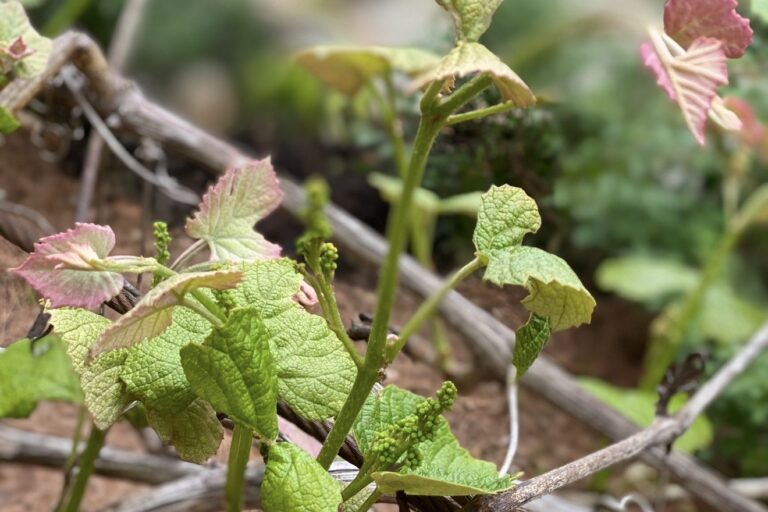 New pink and green grape leaves and tiny flower clusters sprouting along a woven grapevine garden border