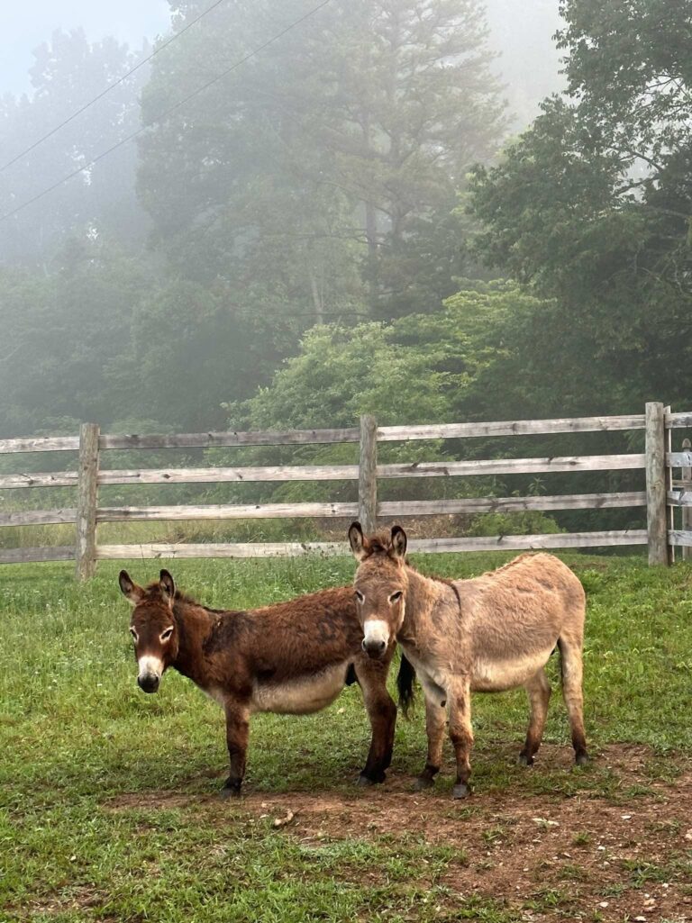 Two donkeys standing by a weathered wooden fence on a misty morning on the farm