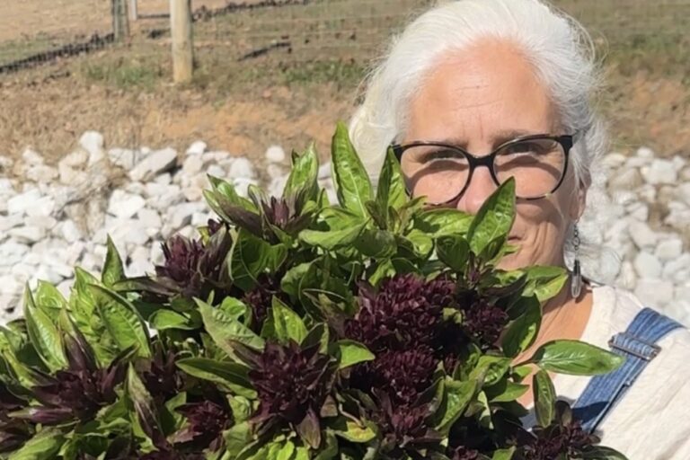Jules Morris holding a huge armful of fresh-cut basil with dark purple flower heads in the garden