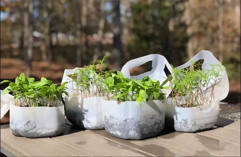 Seedlings growing in milk jug mini greenhouses on an outdoor table