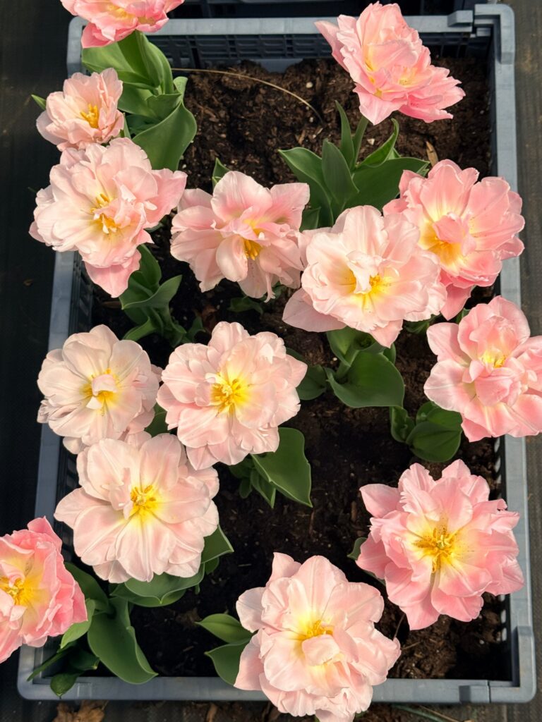 A crate of pale pink double tulips with yellow centers, viewed from above