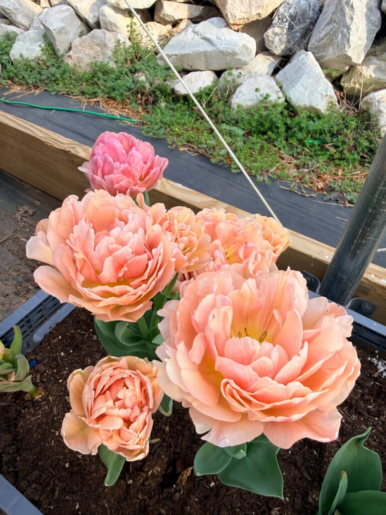 Peach and pink double peony tulips blooming in a crate inside the high tunnel