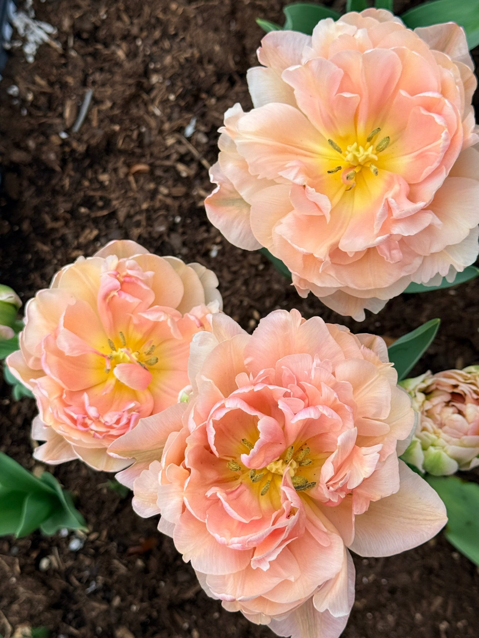 Three peach peony-style tulips with ruffled petals and yellow centers, close up