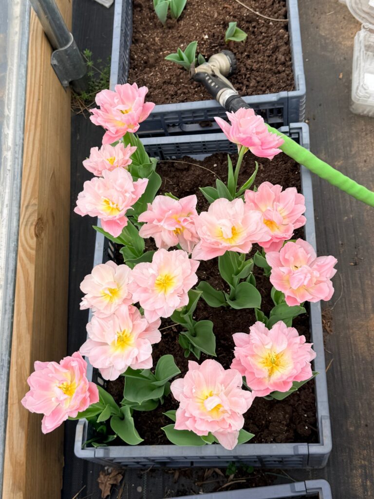 A crate of pink double tulips in full bloom in the high tunnel, with a garden hose nearby
