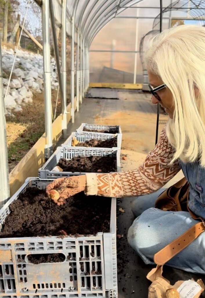 Jules planting tulip bulbs into crates of soil in the high tunnel in fall