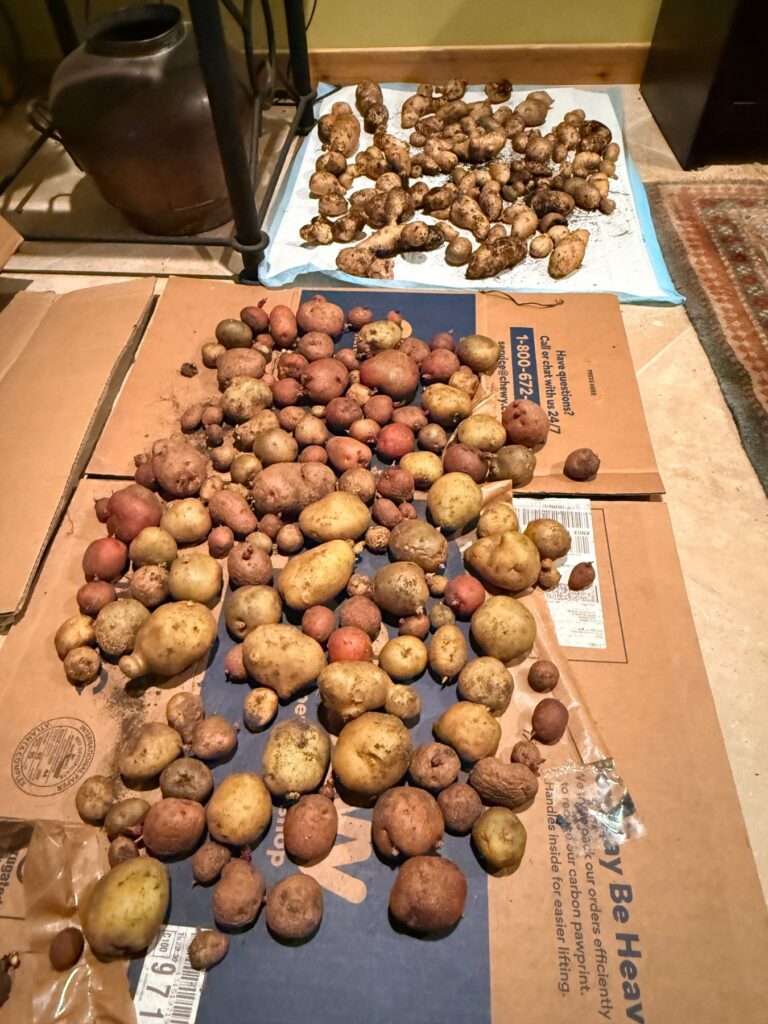 More than 20 pounds of homegrown red, gold and fingerling potatoes from two wire potato towers, spread out on cardboard and paper to cure