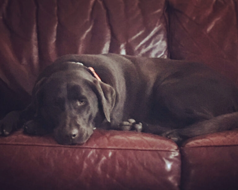 Chocolate lab curled up asleep on a red leather couch