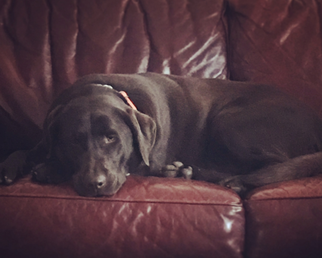 Chocolate lab curled up asleep on a red leather couch