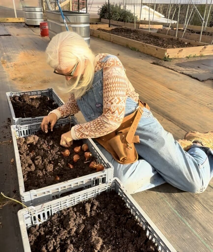 Jules setting tulip bulbs close together in a crate of soil