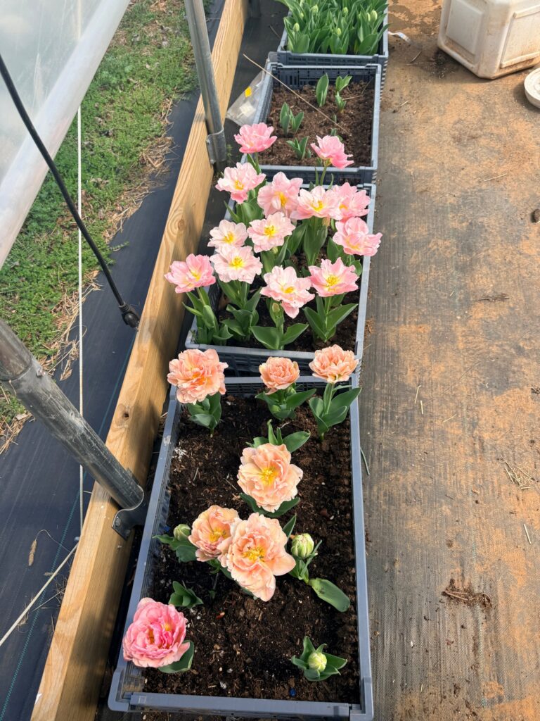 A row of crates full of pink and peach double tulips blooming inside the high tunnel