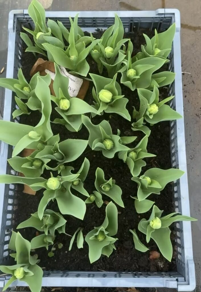 Tulip leaves and green buds coming up in a crate in early spring