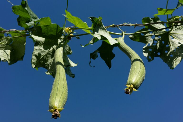 Two green loofah gourds hanging from a leafy vine against a blue sky