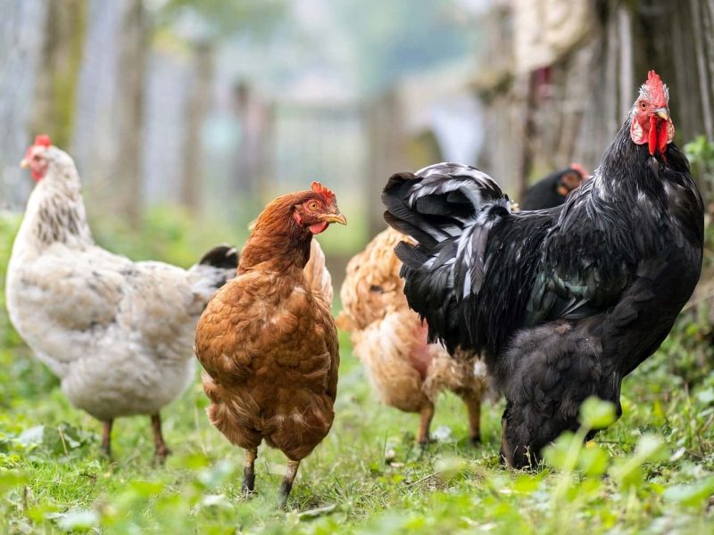 chicken-feeding-on-traditional-rural-barnyard-hen-2022-08-02-14-42-07-utc-min-v2